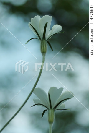 白南瓜百合花 白南瓜百合花 114776615