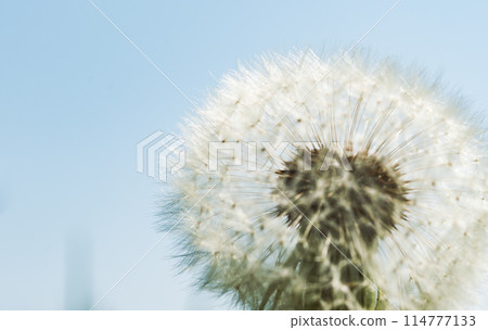 Spring landscape 114777133