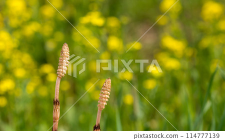 Spring landscape 114777139