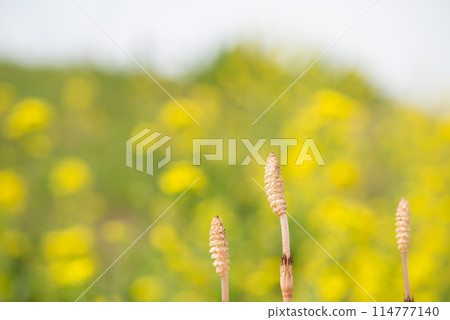 春天風景 春天風景 114777140