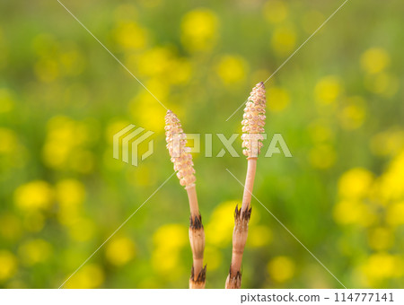 Spring landscape 114777141