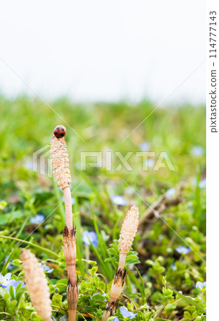 Spring landscape Spring landscape 114777143