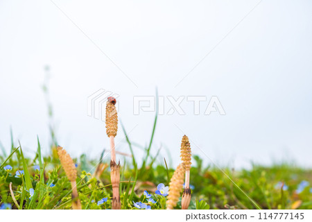 春天風景 114777145