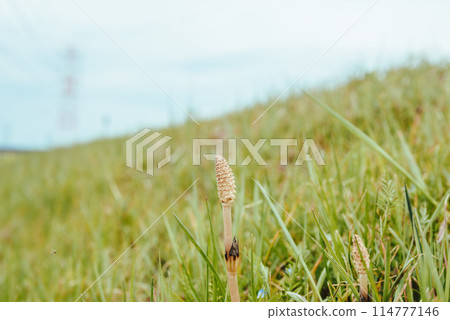 春天風景 春天風景 114777146