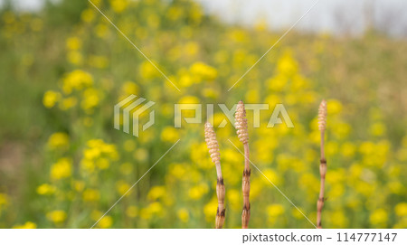 Spring landscape 114777147