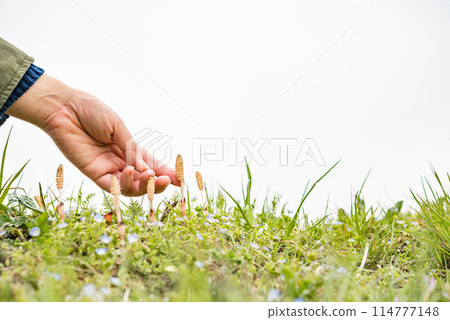 Spring landscape 114777148