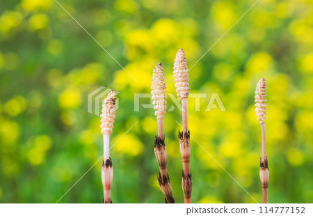 春天風景 114777152