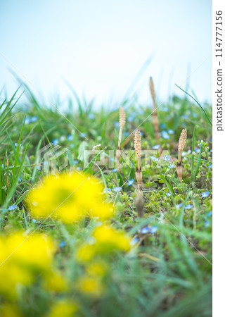 春天風景 114777156