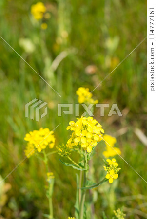 Spring landscape 114777161