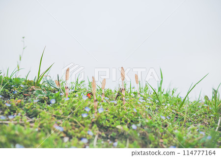 春天風景 春天風景 114777164