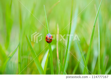 春天風景 春天風景 114777167