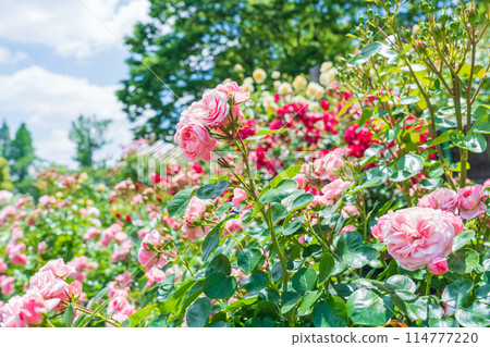 Nishiyama Park in spring, roses in full bloom (Toyota City, Aichi Prefecture) Nishiyama Park in spring, roses in full bloom (Toyota City, Aichi Prefecture) 114777220