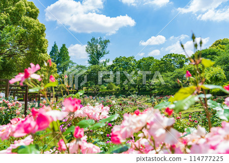 春天的西山公園，玫瑰盛開<愛知縣豐田市> 114777225