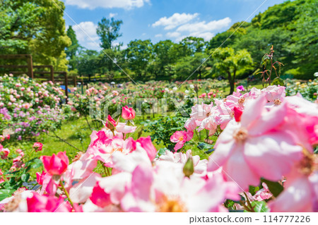 Nishiyama Park in spring, roses in full bloom (Toyota City, Aichi Prefecture) Nishiyama Park in spring, roses in full bloom (Toyota City, Aichi Prefecture) 114777226