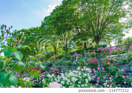 春天的西山公園,玫瑰盛開<愛知縣豐田市> 春天的西山公園,玫瑰盛開<愛知縣豐田市> 114777232