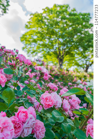Nishiyama Park in spring, roses in full bloom (Toyota City, Aichi Prefecture) 114777233