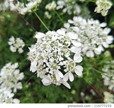 Orlaya Glendiflora, beautiful like white lace Orlaya Glendiflora, beautiful like white lace 114777259