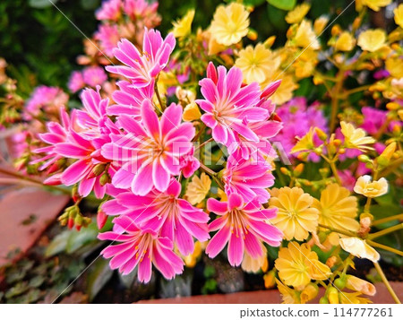 Bright pink and yellow Lewisia 114777261