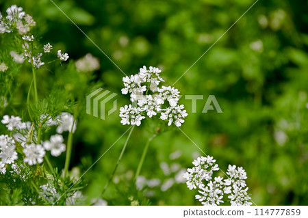 Coriander flowers 114777859