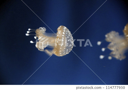 jellyfish jellyfish 114777930