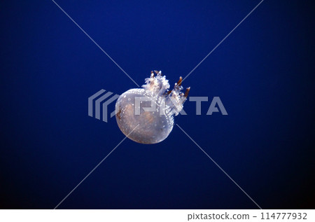 jellyfish jellyfish 114777932