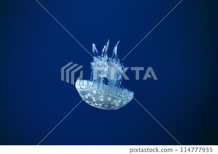 jellyfish  114777935