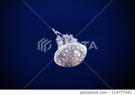 jellyfish jellyfish 114777941