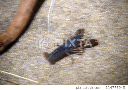 crayfish 114777945