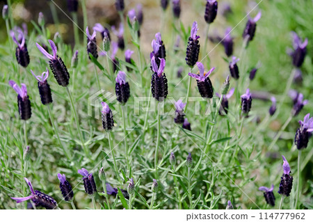  法國薰衣草 114777962