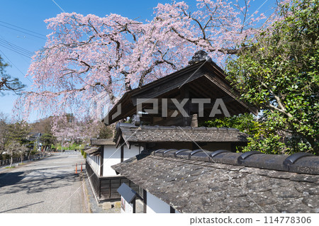 Weeping cherry blossoms in full bloom at the Kiyonoya samurai residence in Meiji Village, Miyagi Weeping cherry blossoms in full bloom at the Kiyonoya samurai residence in Meiji Village, Miyagi 114778306