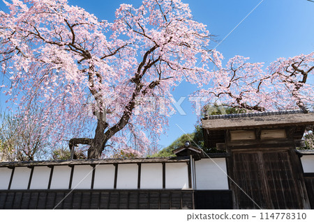 Weeping cherry blossoms in full bloom at the Kiyonoya samurai residence in Meiji Village, Miyagi 114778310