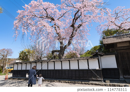 Weeping cherry blossoms in full bloom at the Kiyonoya samurai residence in Meiji Village, Miyagi Weeping cherry blossoms in full bloom at the Kiyonoya samurai residence in Meiji Village, Miyagi 114778311