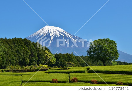 Mount Fuji and Obuchi Sasaba, Shizuoka 114778441
