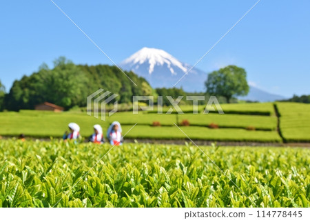 Obuchi Tea Festival on a sunny day in Shizuoka Obuchi Tea Festival on a sunny day in Shizuoka 114778445