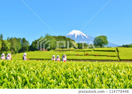 Obuchi Tea Festival on a sunny day in Shizuoka Obuchi Tea Festival on a sunny day in Shizuoka 114778446