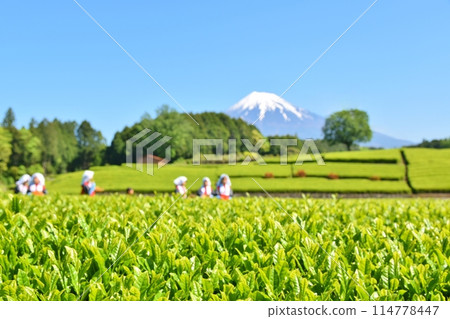 Obuchi Tea Festival on a sunny day in Shizuoka 114778447
