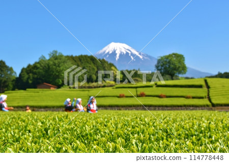 Obuchi Tea Festival on a sunny day in Shizuoka 114778448