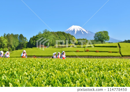 Obuchi Tea Festival on a sunny day in Shizuoka Obuchi Tea Festival on a sunny day in Shizuoka 114778450