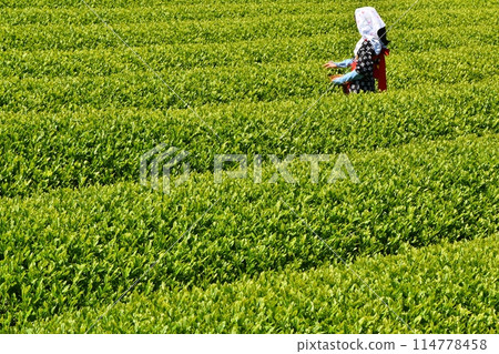 晴朗的大淵茶節靜岡 114778458