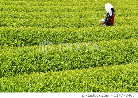 晴朗的大淵茶節靜岡 114778463