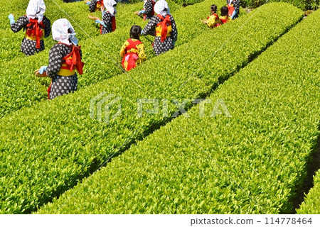 晴朗的大淵茶節靜岡 114778464