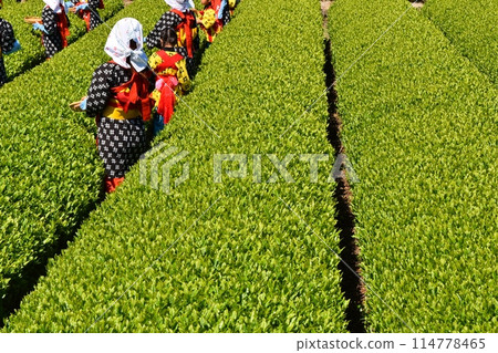 晴朗的大淵茶節靜岡 晴朗的大淵茶節靜岡 114778465