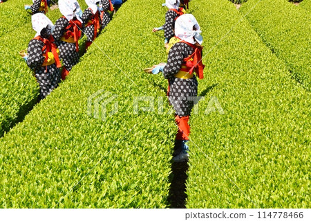 Obuchi Tea Festival on a sunny day in Shizuoka 114778466