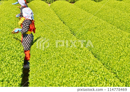Obuchi Tea Festival on a sunny day in Shizuoka 114778469