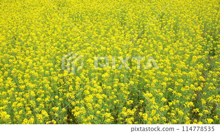 Rape blossoms 114778535