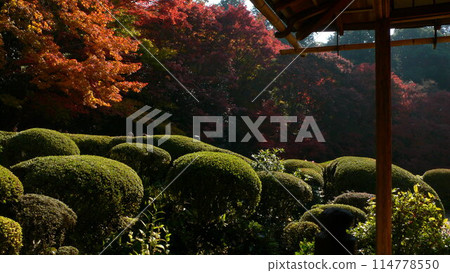 Autumn leaves 114778550