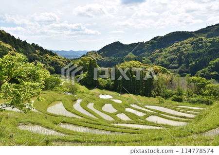 千葉縣插秧後的小山千枚田 114778574