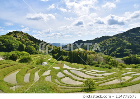 Oyama Senmaida rice fields immediately after rice planting, Chiba Oyama Senmaida rice fields immediately after rice planting, Chiba 114778575