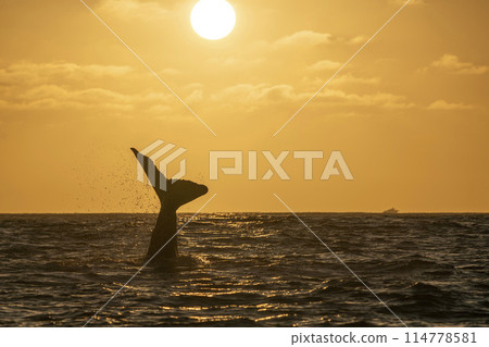 humpback whale tail slapping after breaching at sunset in Pacific Ocean off the coast of Cabo San Luca, Baja California Sur, Mexico humpback whale tail slapping after breaching at sunset in Pacific Ocean off the coast of Cabo San Luca, Baja California Sur, Mexico 114778581