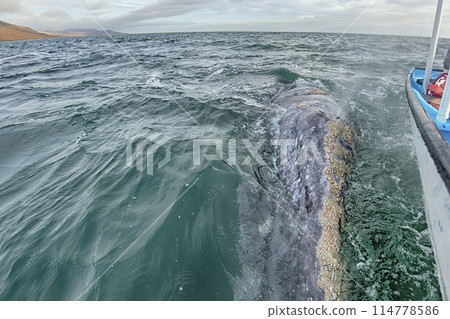 grey whale in magdalena bay mexico baja california mexico close up to the boat 114778586